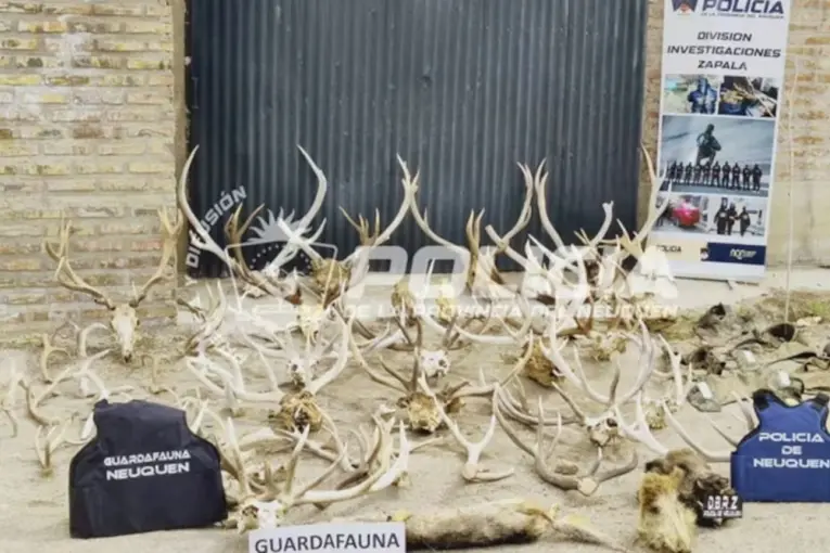 Neuquén: allanaron una estancia, secuestraron 17 armas, más de 5.000 municiones y piezas de fauna silvestre