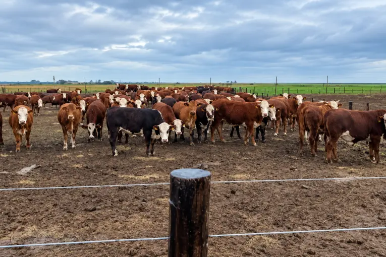 Productores entrerrianos denunciaron la desaparición de más de 170 vacunos