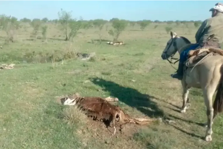 Hallaron muertas a 78 vacas de las 170 denunciadas como robadas en Corrientes