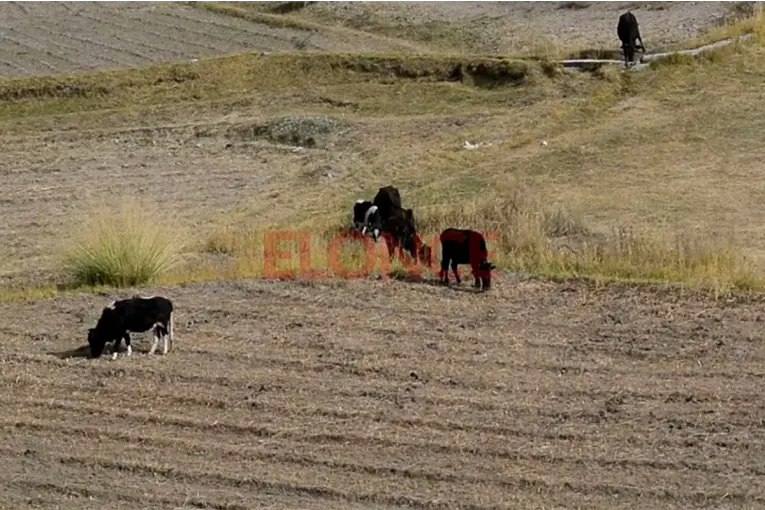 “Sentís impotencia”: el reclamo de un productor ante la reiteración de delitos rurales