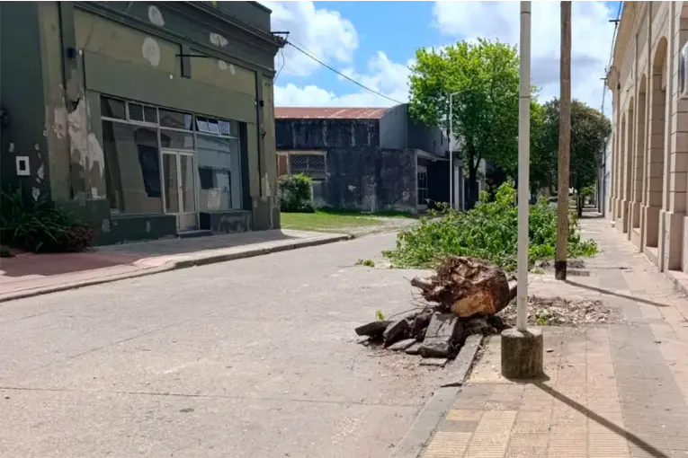 Una mujer sufrió una fractura de fémur tras caerle una rama mientras podaban árboles