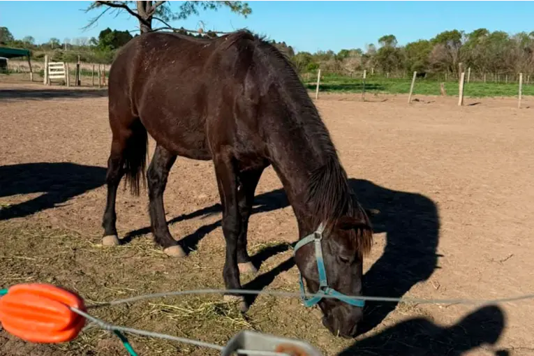 Robaron un caballo en Paraná y ofrecen $250.000 de recompensa para encontrar a “Nano”