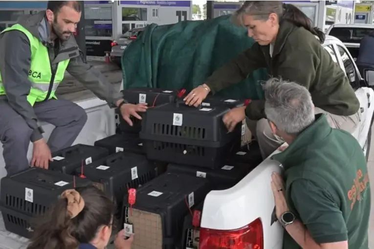Repatriaron 48 animales silvestres que habían sido víctimas del tráfico ilegal