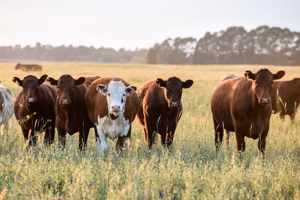 Carne a Europa: los frigoríficos empiezan a exigir trazabilidad y hay un debate por los precios