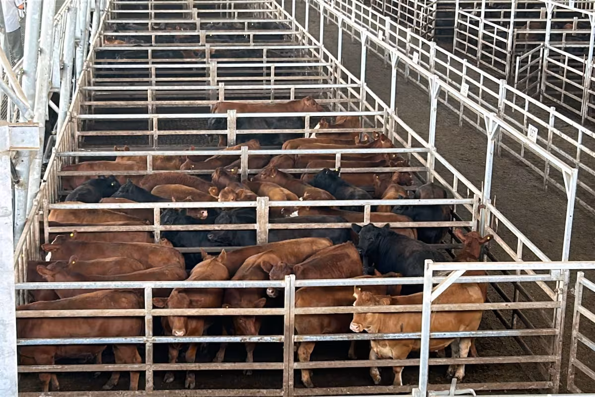 Vacunos: otra oferta acotada y nuevas bajas en el Mercado Agroganadero de Cañuelas