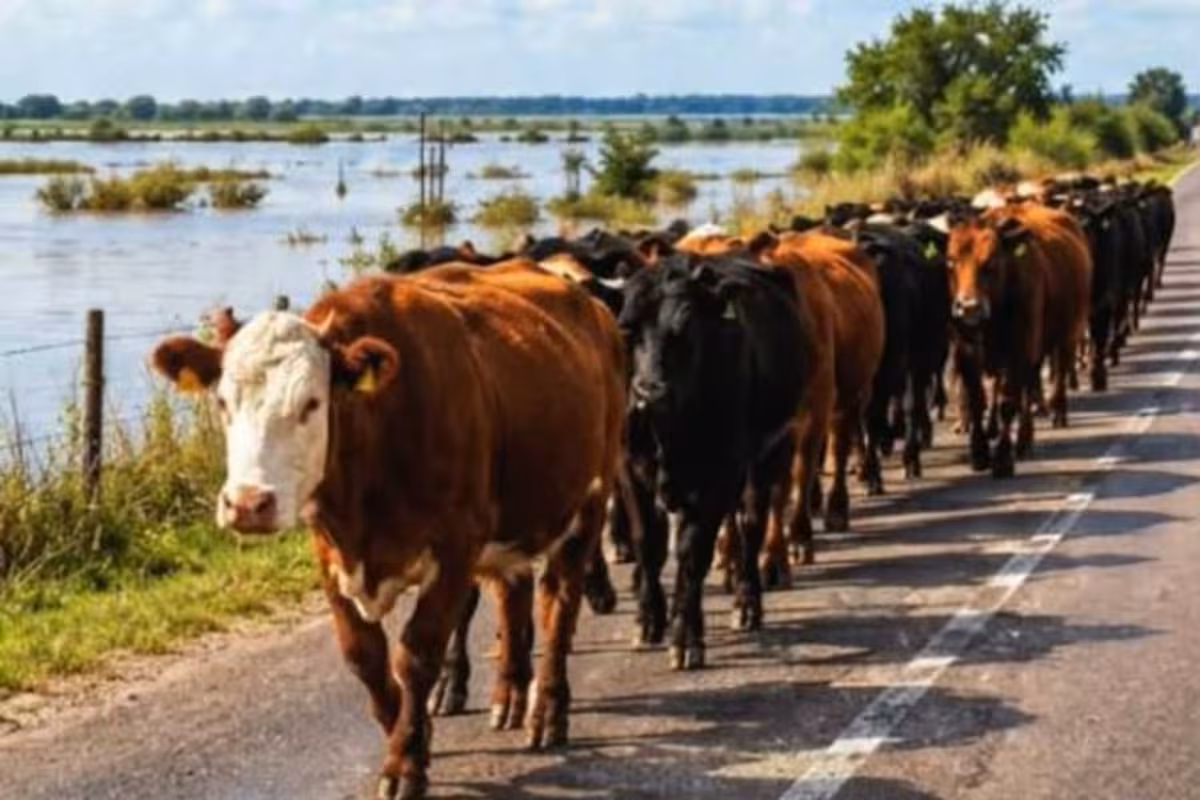 Crecida del Paraná: preparan el retiro de 15.000 vacas para que no se las lleve el agua
