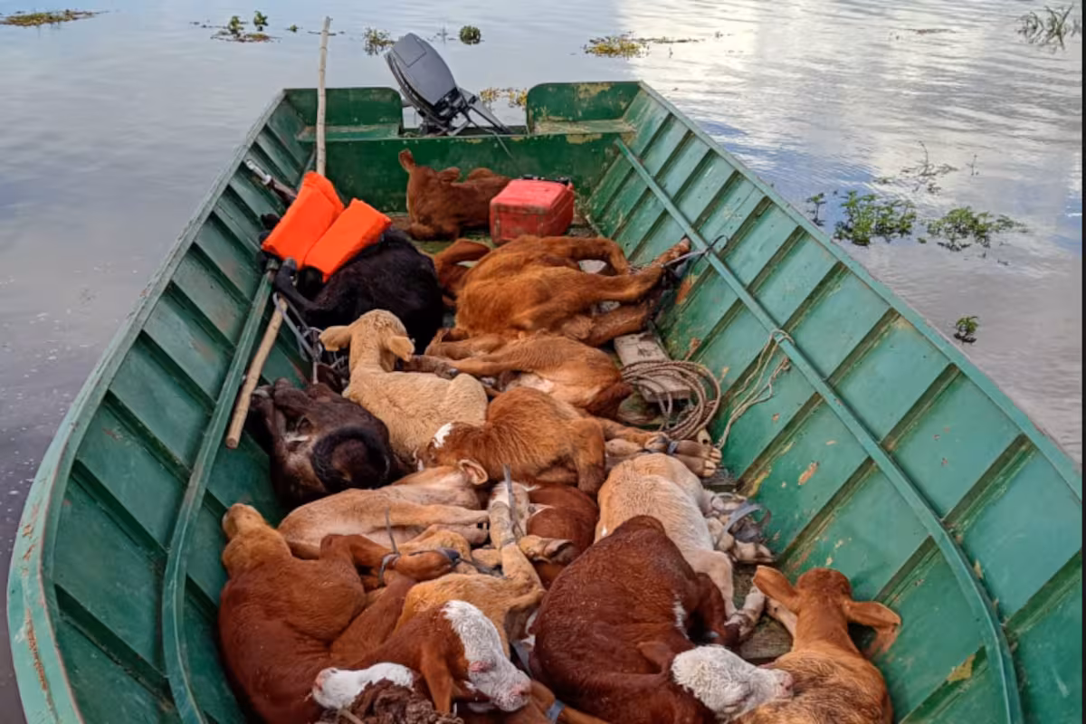 Horas decisivas: la fecha límite que obliga a una región a sacar 11.000 vacas en medio de la urgencia por la crecida del Paraná