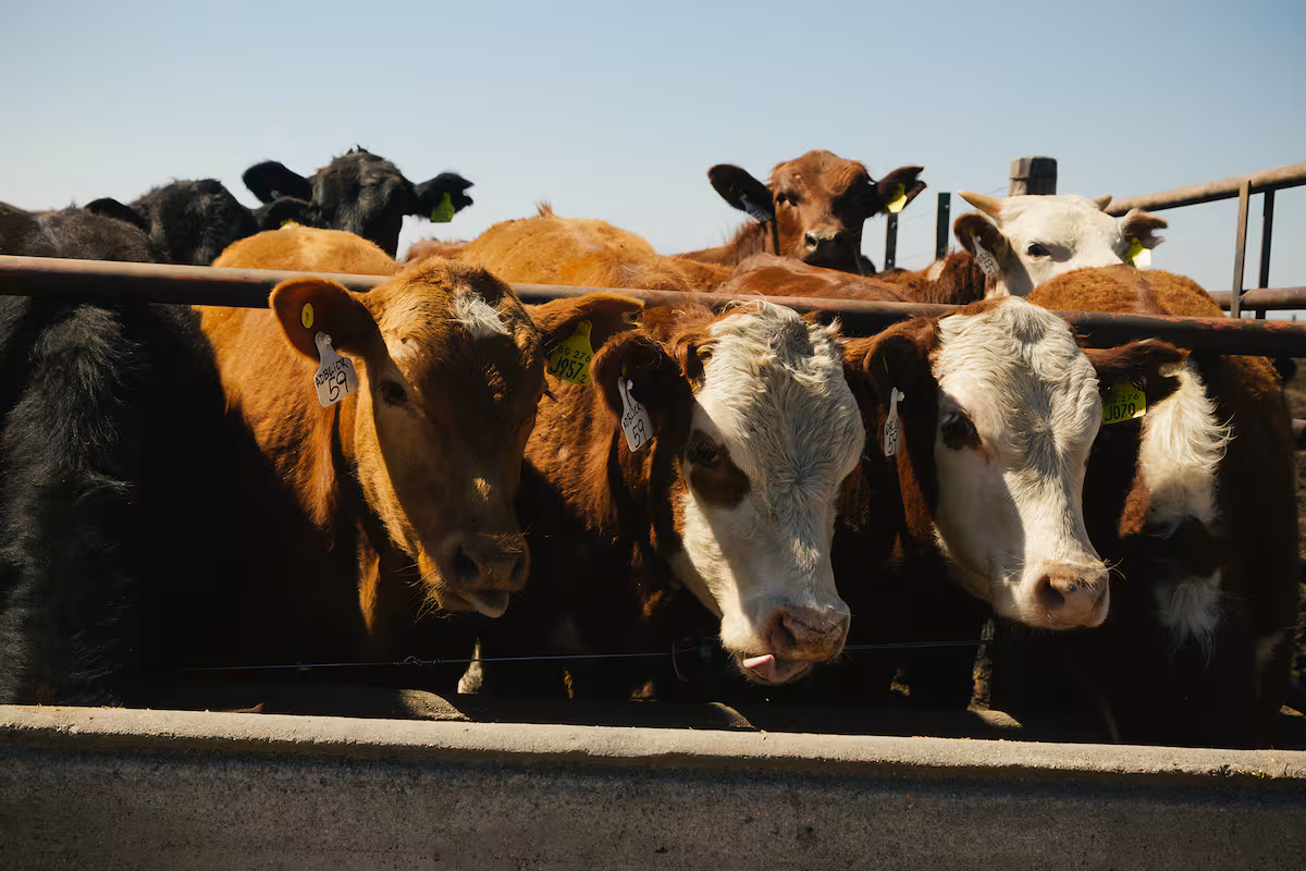 El negocio del feedlot: antes de analizar qué hacer mañana hay que saber qué pasó ayer
