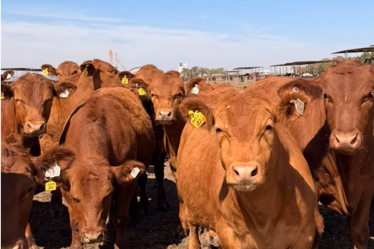 El primero del país: un feedlot logró una certificación internacional de bienestar animal