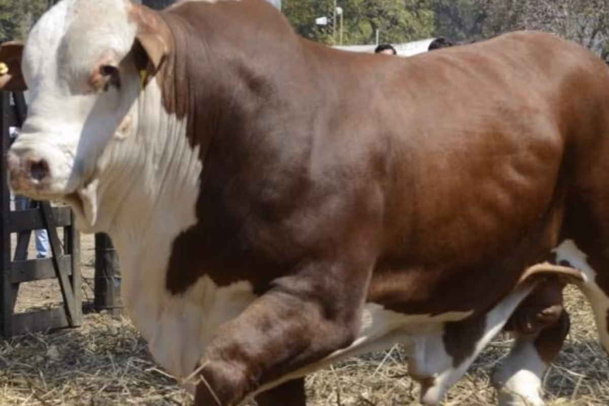 Remates: el precio de los toros subió un 61% y cada animal promedia los $10 millones