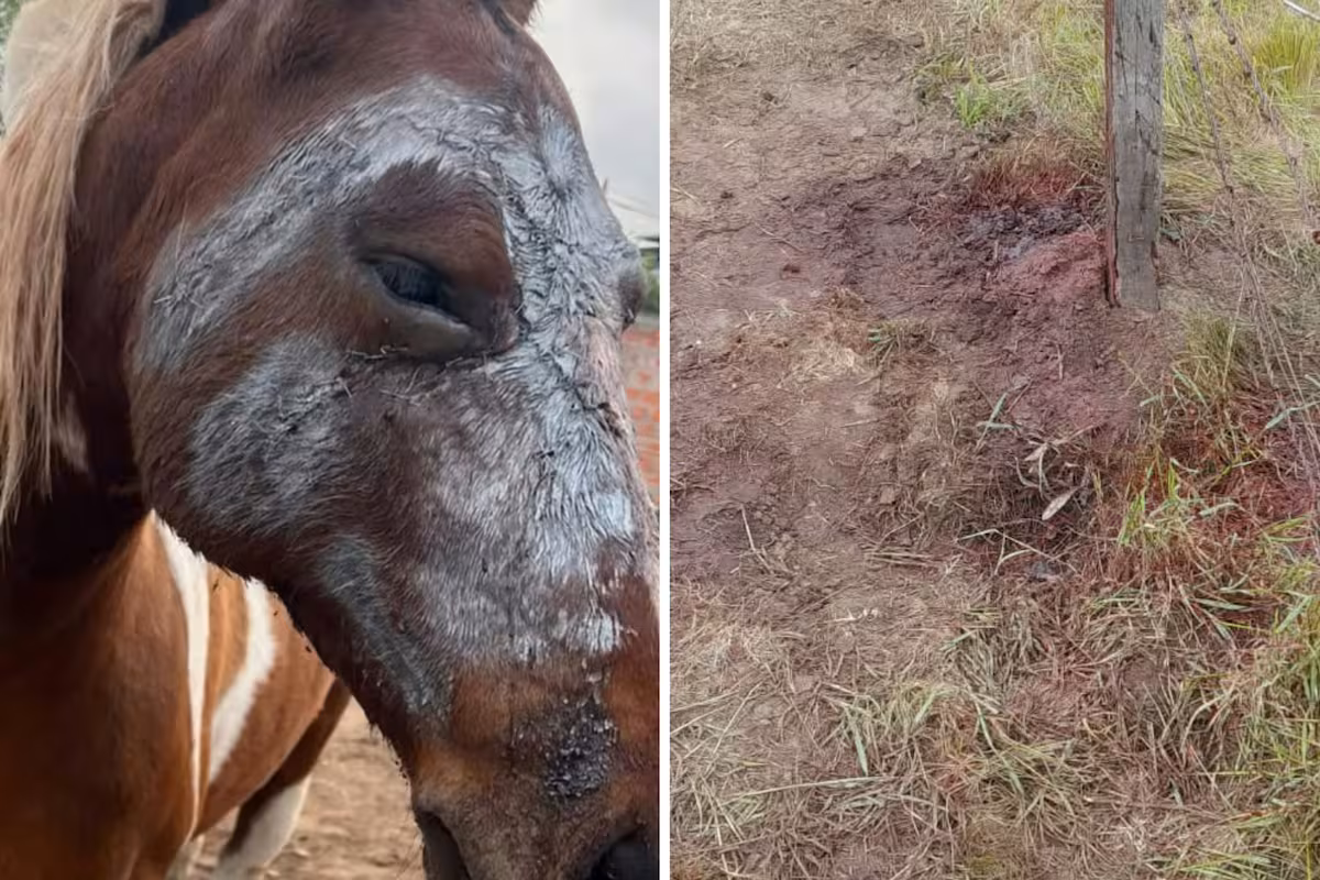 Brutal ataque a una yegua en un campo bonaerense: le cortaron la cara y le fracturaron el hocico