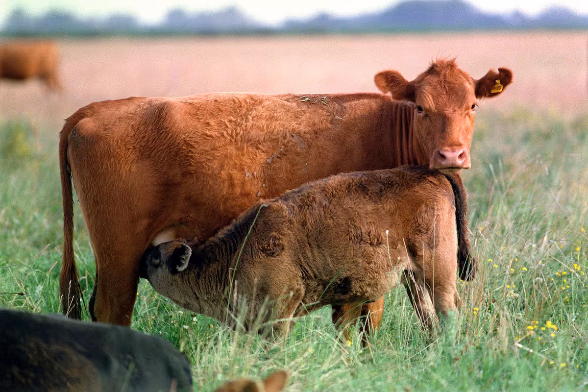 Visec: las reglas del comercio internacional no pueden transformarse en barreras para el agro argentino