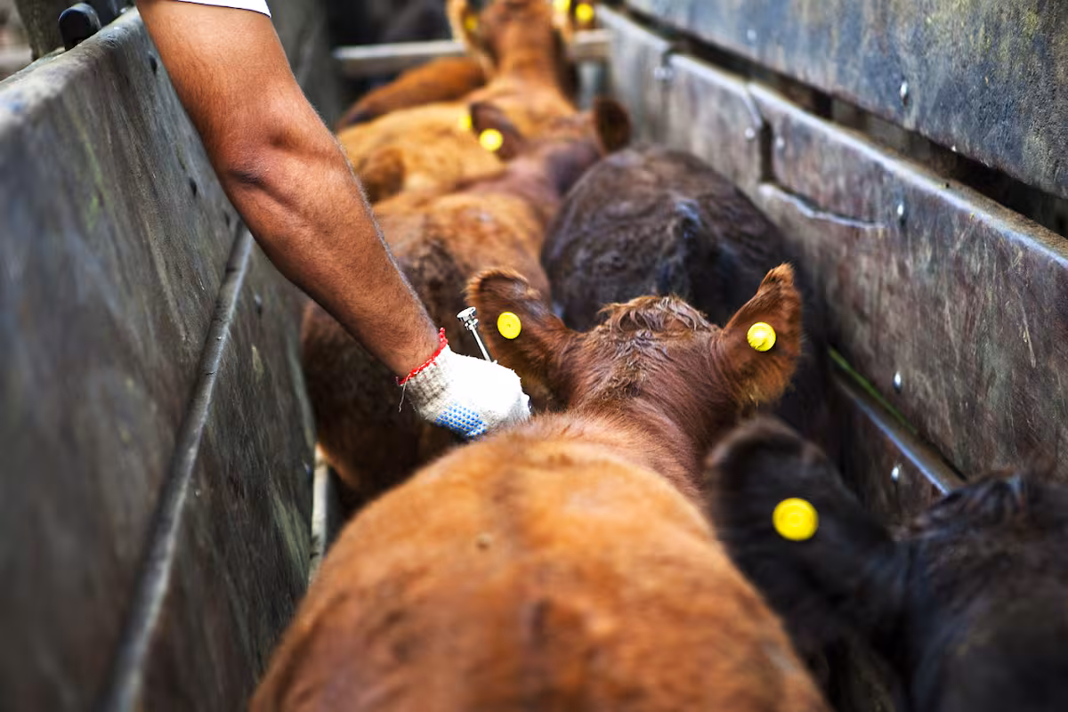 Medida: el Gobierno reglamentó la libre elección de veterinarios para vacunar contra la aftosa y la brucelosis bovina